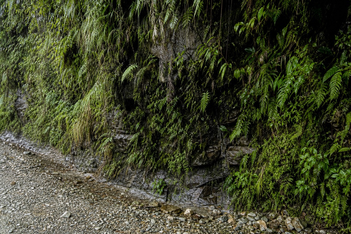 A roadside memorial cross on Bolivia's Death Road, framed by green cliff vegetation