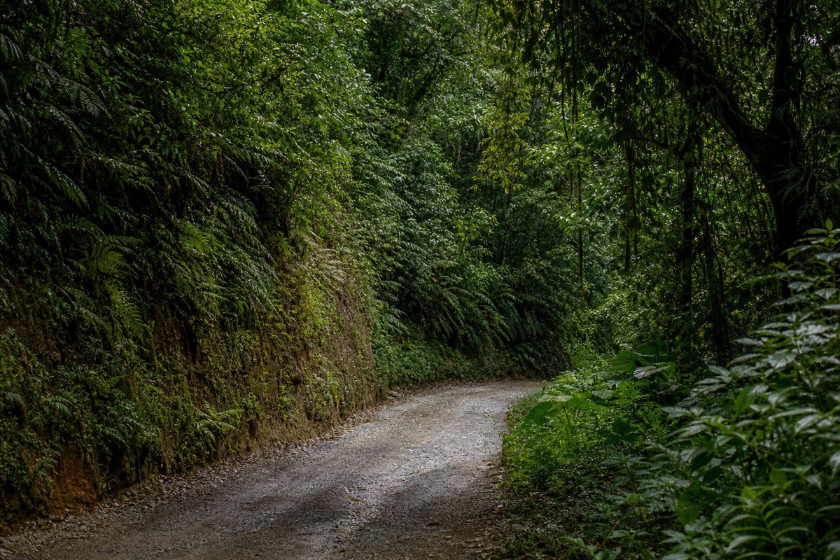 Cloud forest fills the humid Yungas valley at the bottom of driving the Death Road Bolivia